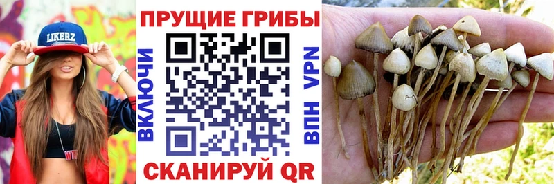darknet Telegram  Менделеевск  Псилоцибиновые грибы Cubensis 